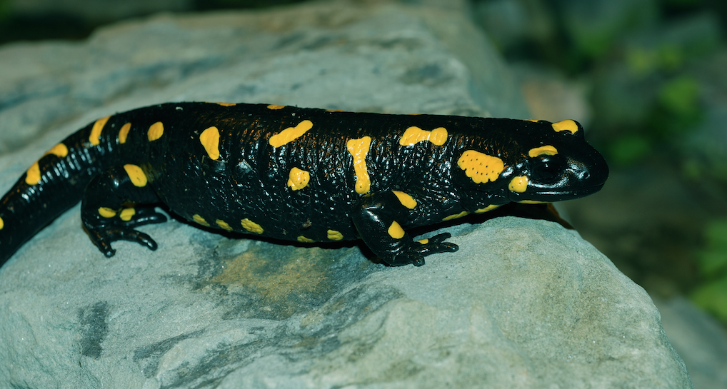 Livrea aposematica in Salamandra salamandra: con i colori brillanti e contrastati la specie avvisa eventuali aggressori sul potenziale pericolo